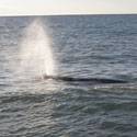 Whale (Bowhead?) spouting water.